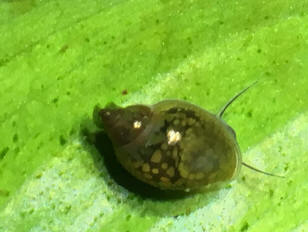 Types of store freshwater aquarium snails